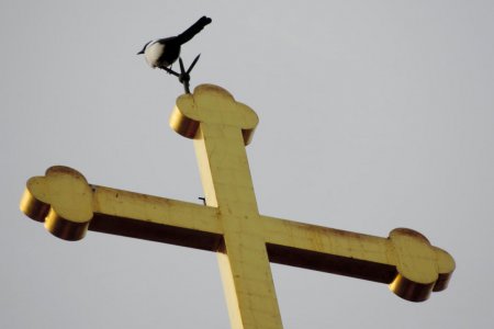 Besonders Vögeln bieten die Kirchtürme einen wichtigen Lebensraum. Foto: pixnio