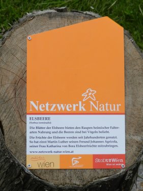 Info-Tafel zum Lutherin-Baum.