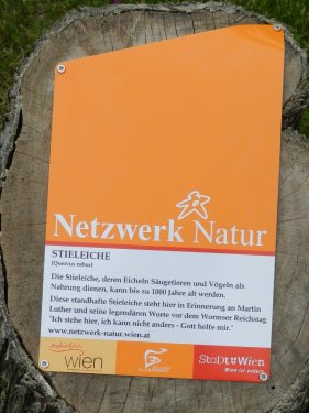Info-Tafel zur Stieleiche.
