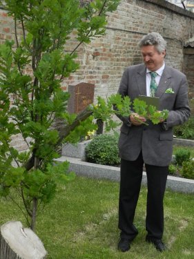 Pfarrer Wolf hält die Info-Tafel, die er gleich neben dieser Stieleiche, dem Luther-Baum, anbringt.
