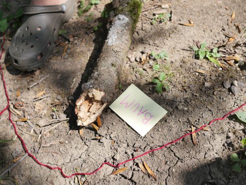 Perspektiven-Karussell im Wald