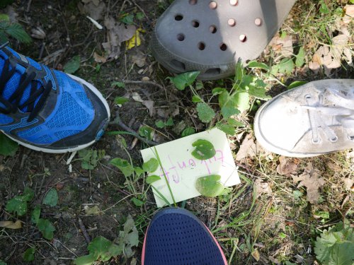 Perspektiven-Karussell im Wald