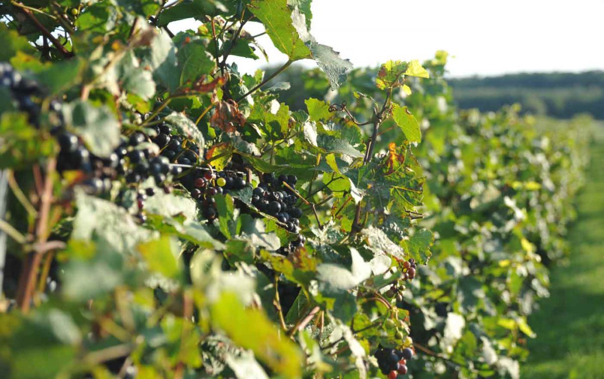 &quot;Zum jungen Wein gehört heute verstärkt wieder die Weinsegnung. Sie hat ihre Wurzeln im Alten Testament, wo über einen Becher Wein der Segen gesprochen und damit der Sabbat und die jüdischen Feiertage eingeleitet werden.&quot; Foto: epd/M.Uschmann