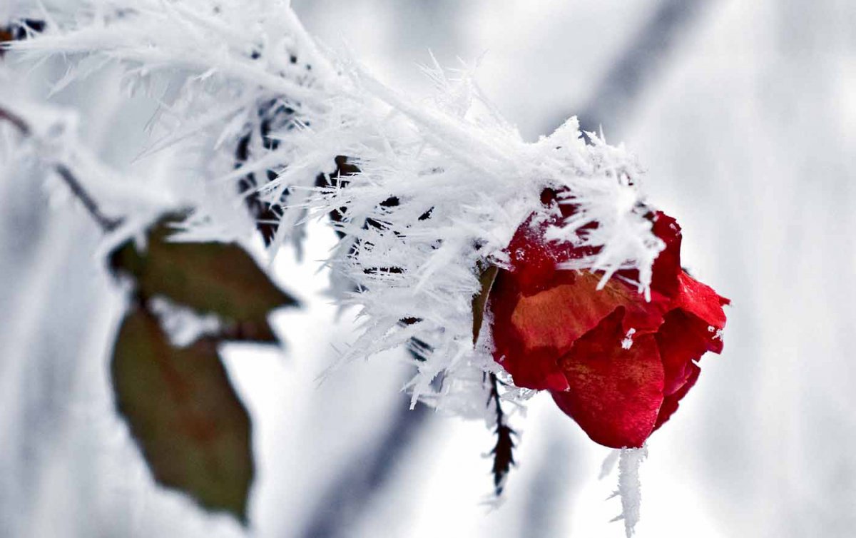 "Ich will glauben, dass Gott es gut mit uns Menschen meint, dass wir in seinen herrlichen Wohnungen ankommen. Ist das nicht eine wundervolle Aussicht, für unsere Toten und eines Tages auch für uns?" Foto: pixabay "Ich will glauben, dass Gott es gut mit uns Menschen meint, dass wir in seinen herrlichen Wohnungen ankommen. Ist das nicht eine wundervolle Aussicht, für unsere Toten und eines Tages auch für uns?" Foto: pixabay