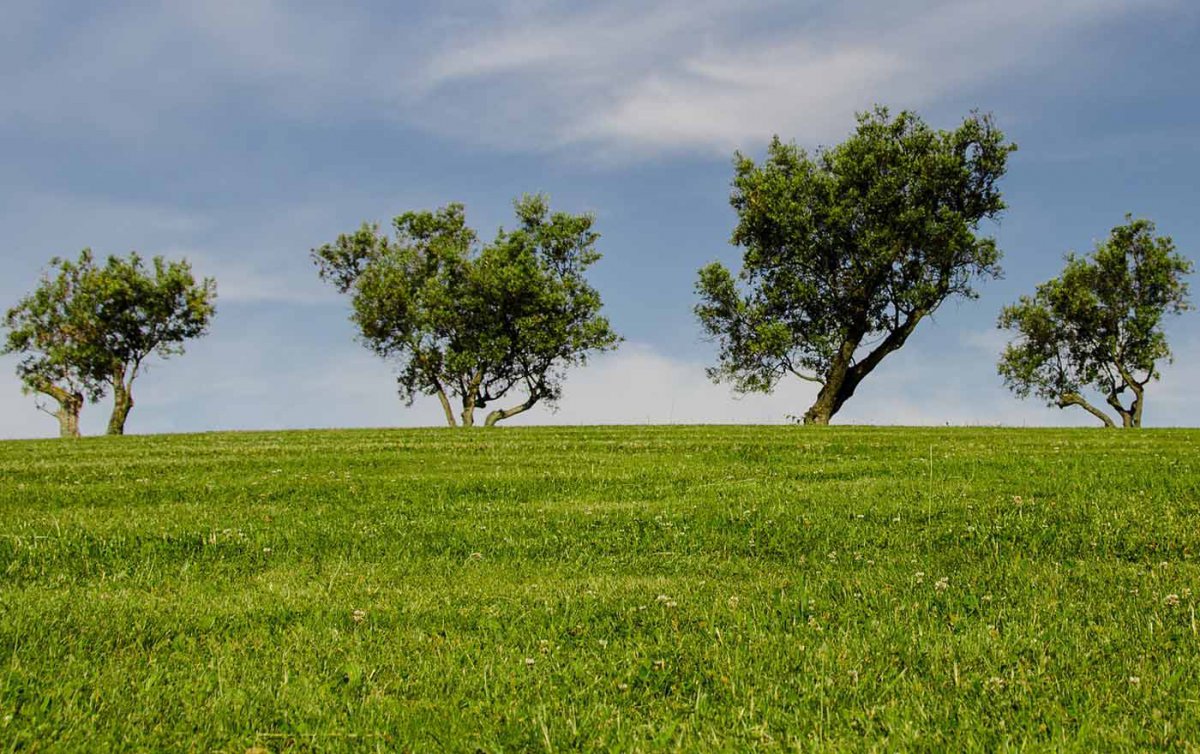 "Konkretisierungen in Richtung echte Werte und Zukunftsfähigkeit" will die Sprecherin der kirchlichen Umweltbeauftragten, Hemma Opis-Pieber. Foto: pixabay "Konkretisierungen in Richtung echte Werte und Zukunftsfähigkeit" will die Sprecherin der kirchlichen Umweltbeauftragten, Hemma Opis-Pieber. Foto: pixabay