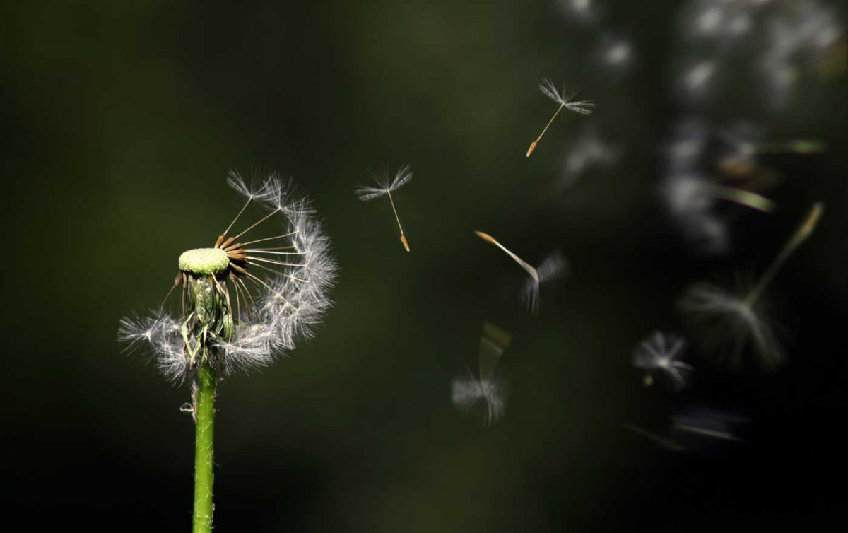 "Wenn Kinder bei Beerdigungen dabei sind, können auch sie aktiv Abschied nehmen und ihre Trauer verarbeiten. Wenn ein Kind nicht dabei sein kann, ist das jedenfalls etwas, das nie mehr nachgeholt werden kann." Foto: pixabay "Wenn Kinder bei Beerdigungen dabei sind, können auch sie aktiv Abschied nehmen und ihre Trauer verarbeiten. Wenn ein Kind nicht dabei sein kann, ist das jedenfalls etwas, das nie mehr nachgeholt werden kann." Foto: pixabay